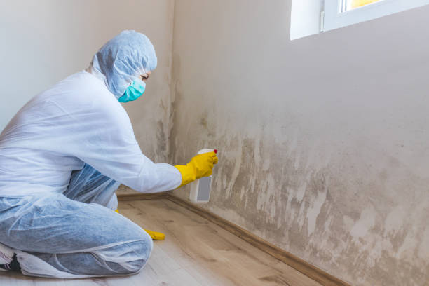 Licensed Mold Inspection service in Reading, MI - WQB Mold Removal