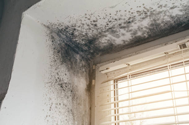 Affordable Mold Inspection solutions in Reading, MI