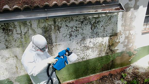 Top rated local Mold Inspection specialists in Reading, MI